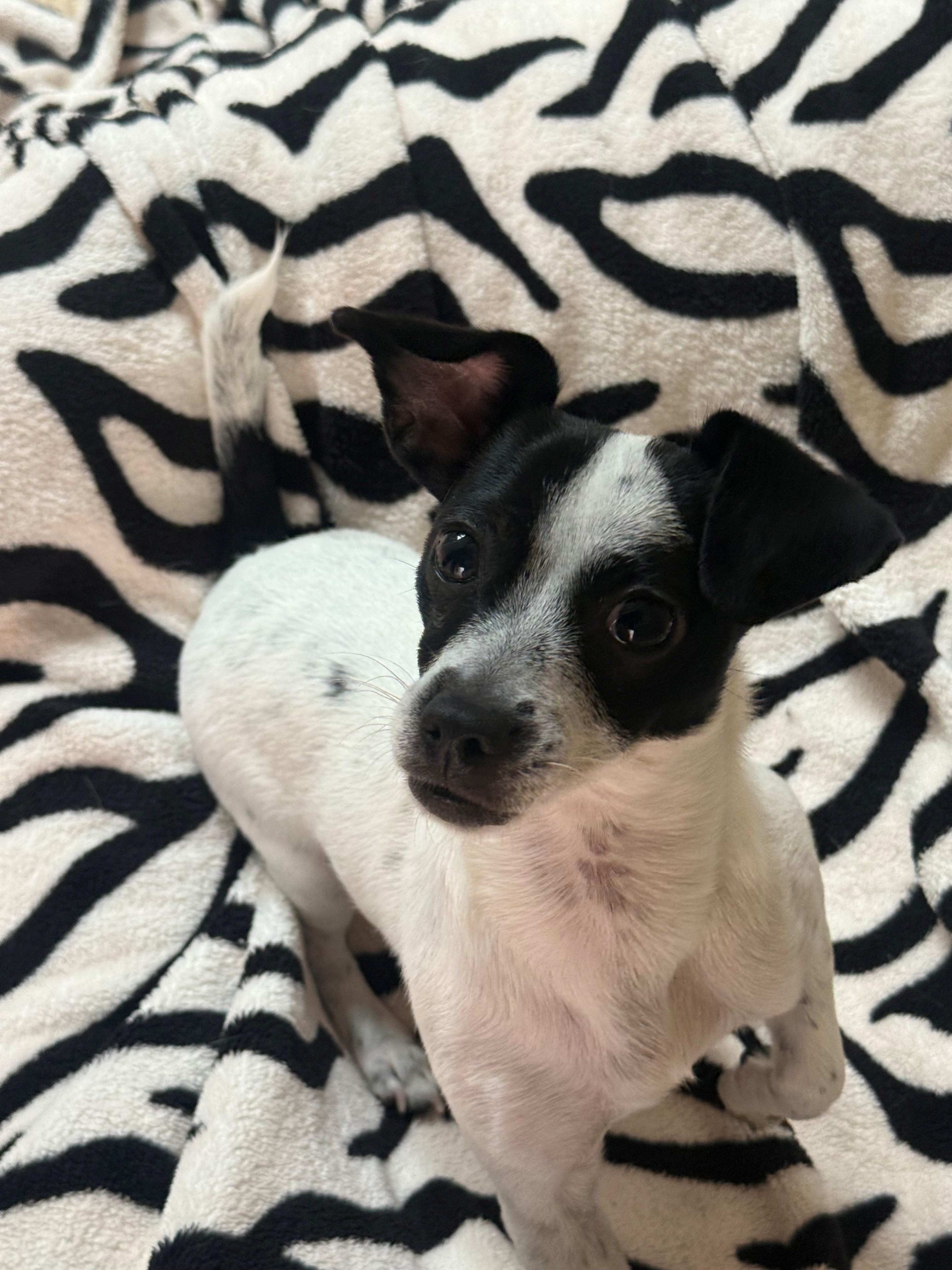 Enlarge Marianne, a ADOPTABLE mixed breed in Laguna Beach, CA image 1/2