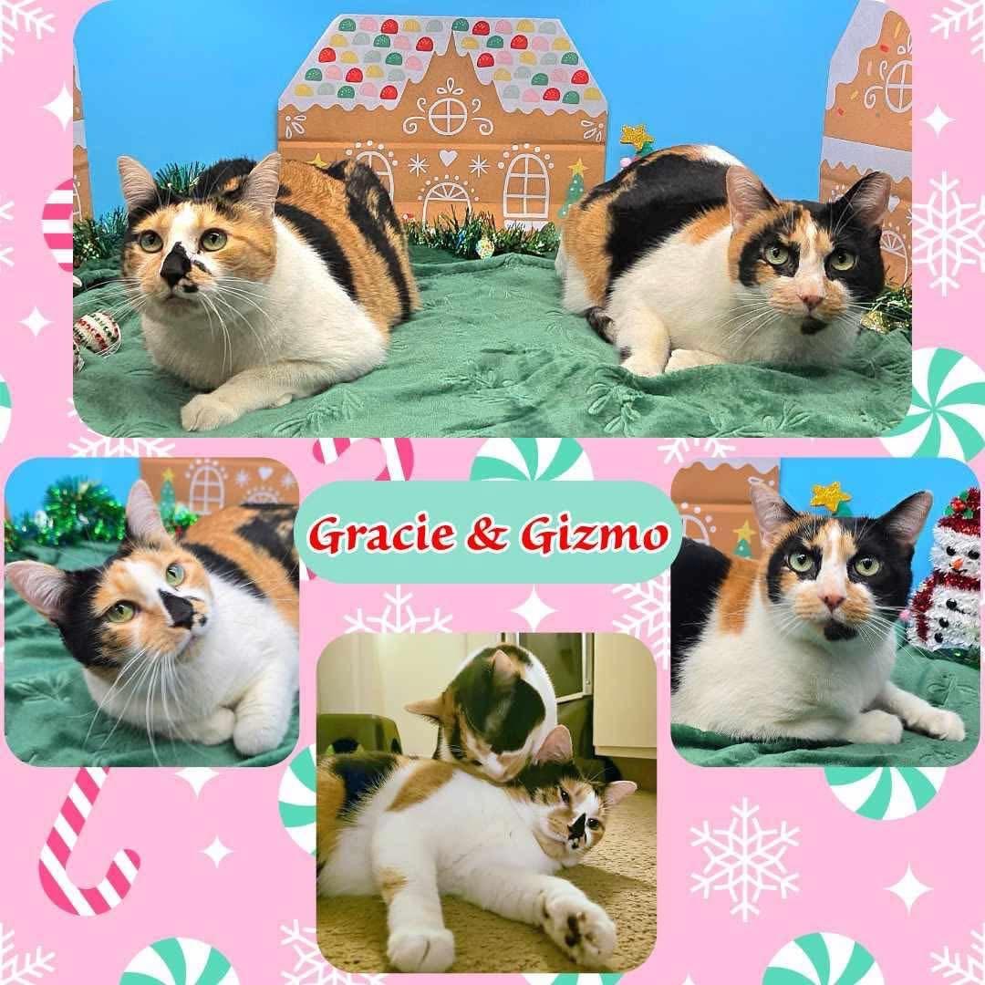 Gizmo & Gracie, adopted, Adult Female Calico.