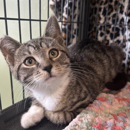 Kipp, Adoptable, Adult Female Domestic Short Hair & Domestic Short Hair.