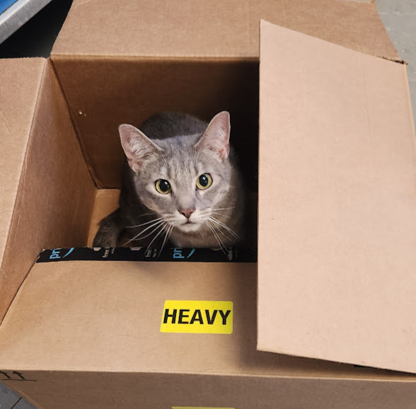 Brandy, a Adoptable Domestic Short Hair in Hoopeston, IL image 1/3