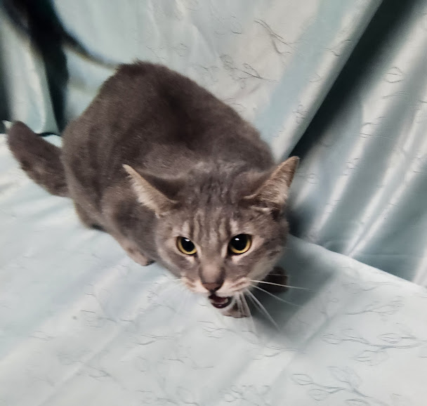 Brandy, a Adoptable Domestic Short Hair in Hoopeston, IL image 2/3