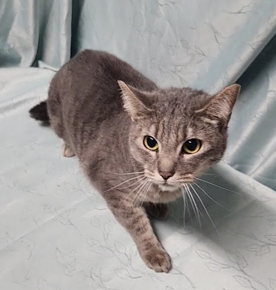 Brandy, a Adoptable Domestic Short Hair in Hoopeston, IL image 3/3