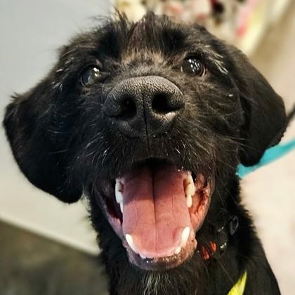 Enlarge Bentley, a ADOPTABLE mixed breed in Avon, IN image 1/1