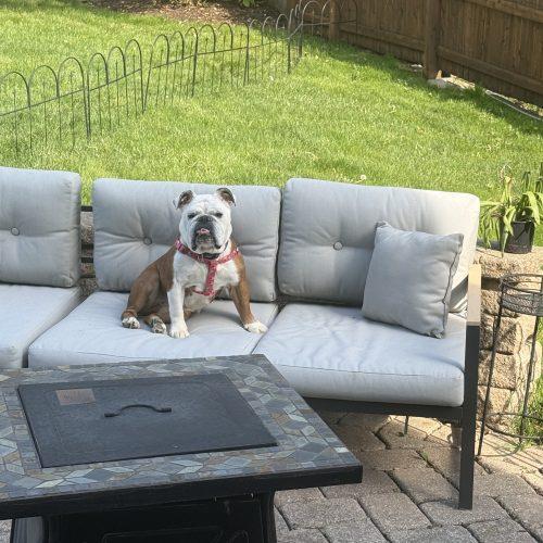 Margo, Adoptable, Adult Female English Bulldog.
