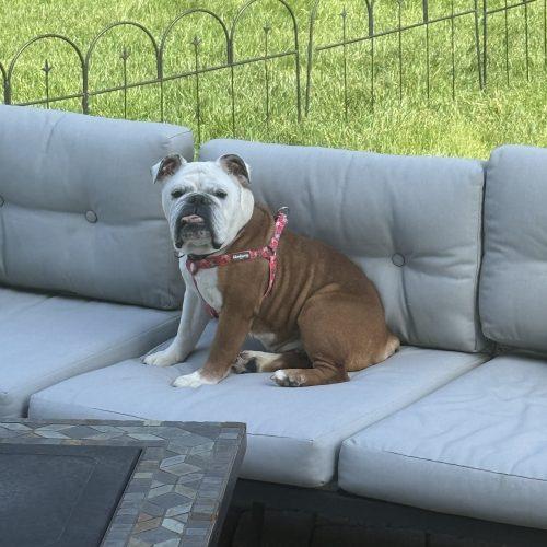 Enlarge Margo, a Adoptable English Bulldog in Chicago, IL image 2/5
