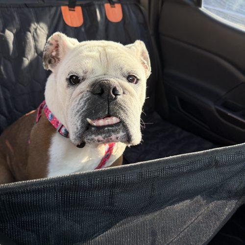 Enlarge Margo, a Adoptable English Bulldog in Chicago, IL image 3/5