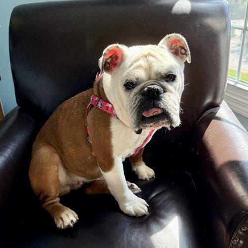 Enlarge Margo, a Adoptable English Bulldog in Chicago, IL image 4/5