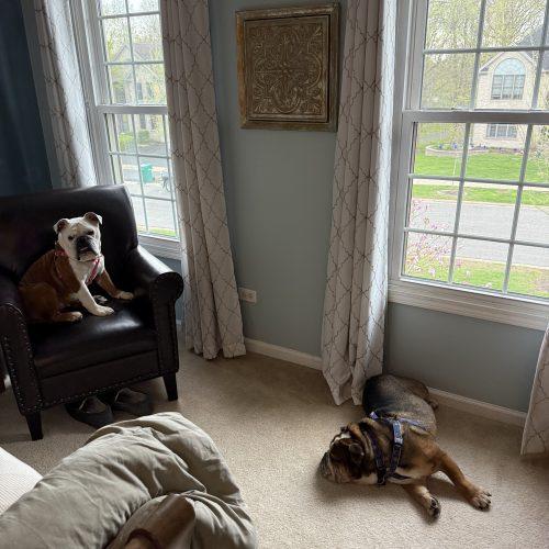 Enlarge Margo, a Adoptable English Bulldog in Chicago, IL image 5/5