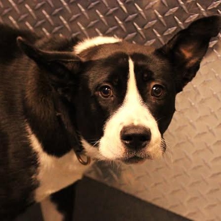 Enlarge 26-01495 PRINCESA, a Adoptable mixed breed in Fredericksburg, VA image 2/2
