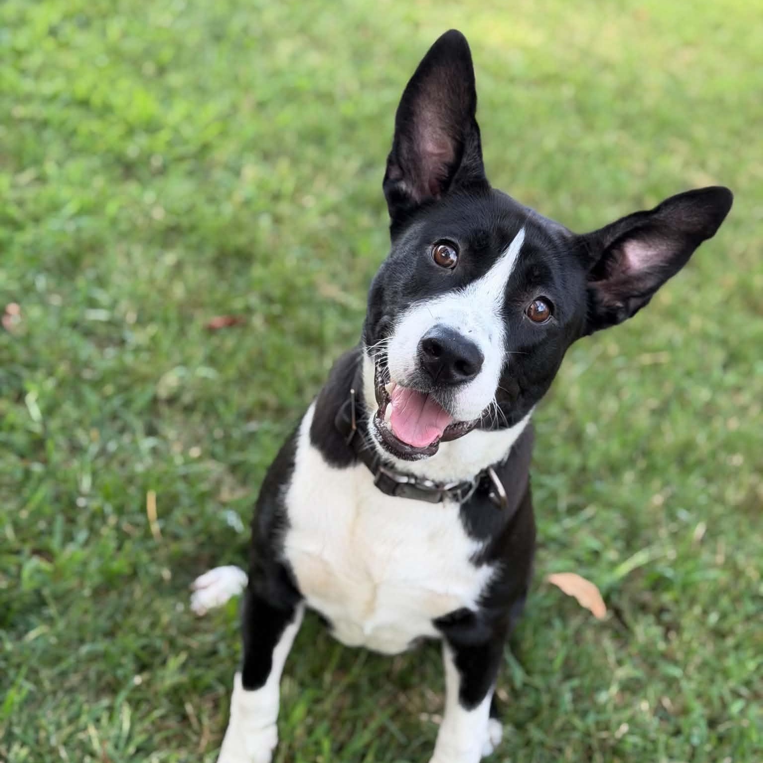 26-01495 PRINCESA, Adoptable, Adult Female Collie.