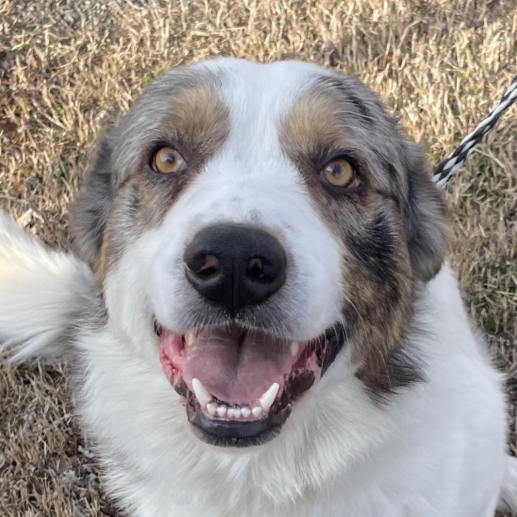 Gabe, Adoptable, Adult Male Great Pyrenees.