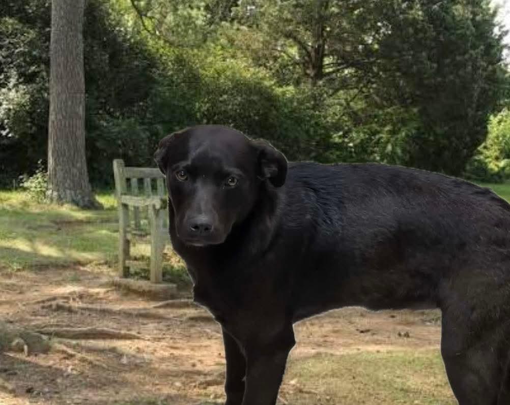 Enlarge Jessie, an adoptable mixed breed in Harrodsburg, KY image 2/2
