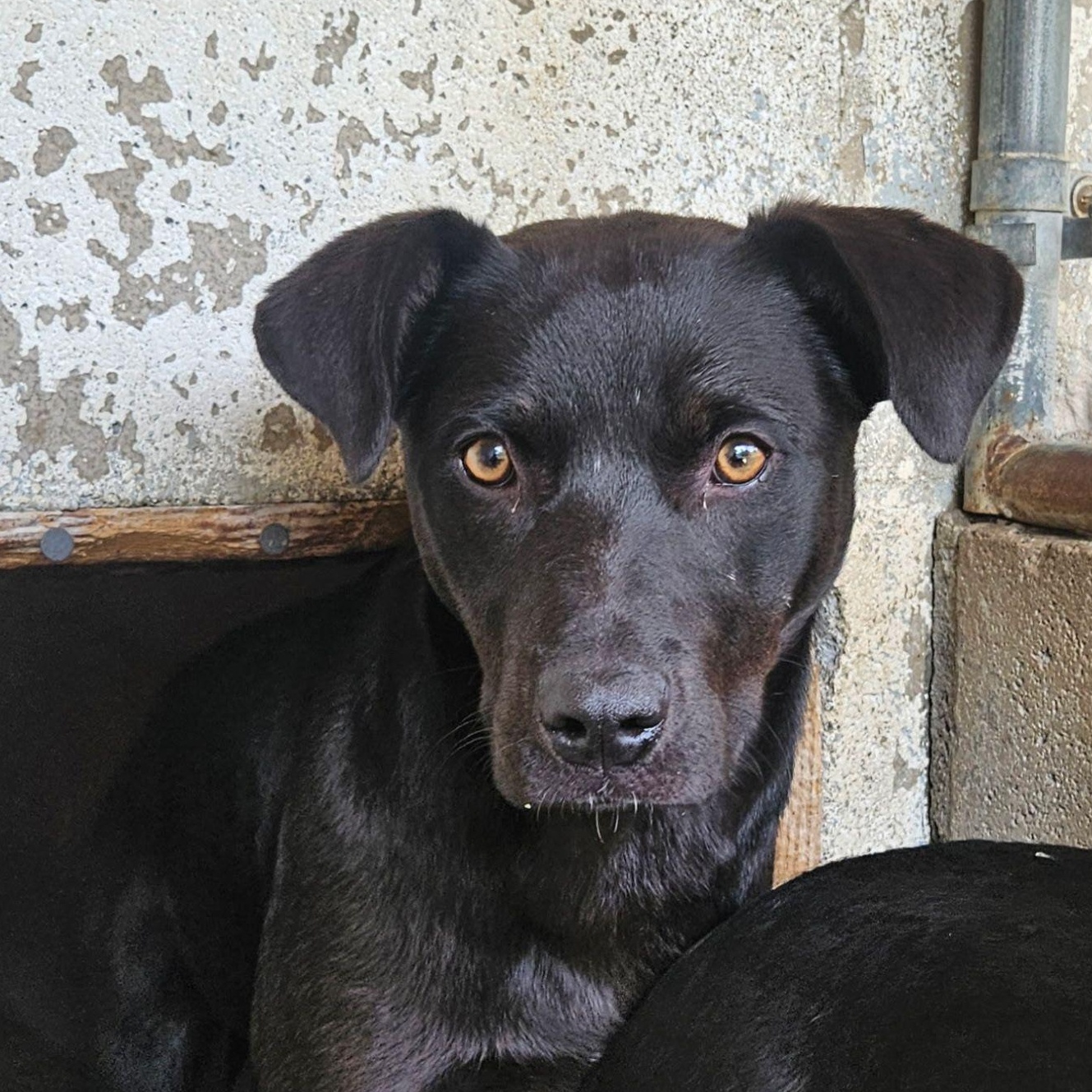 Enlarge Jessie, an adoptable mixed breed in Harrodsburg, KY image 1/2