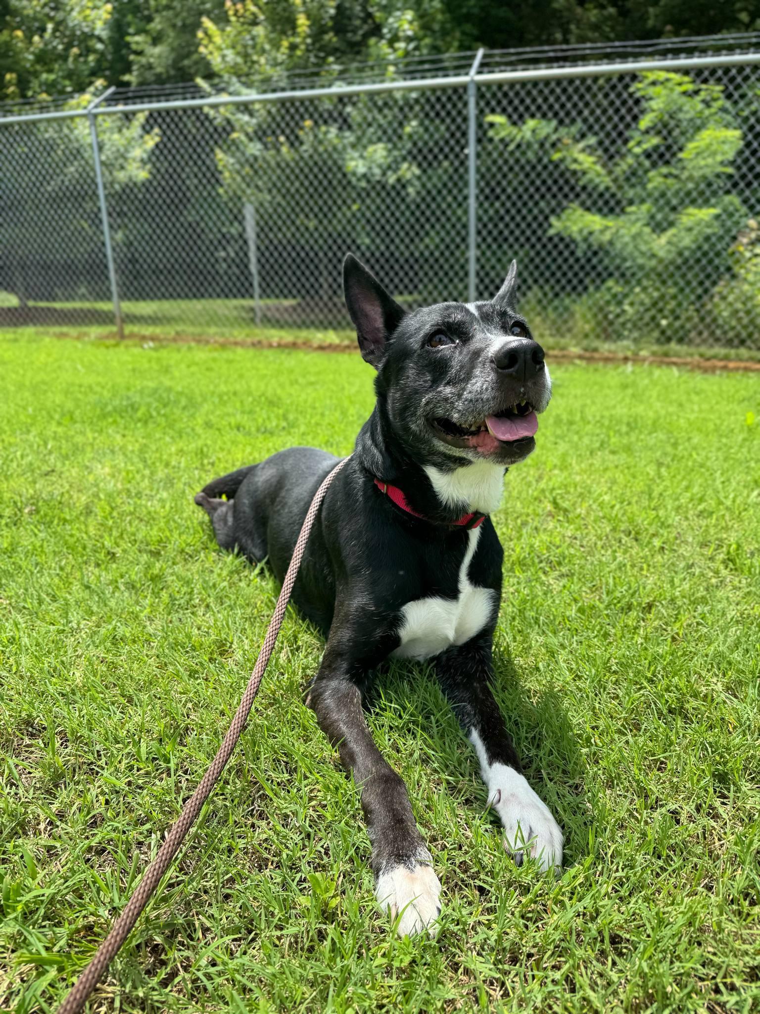 Enlarge Cookie, a Adoptable Mixed Breed in Shelburne, VT image 1/3