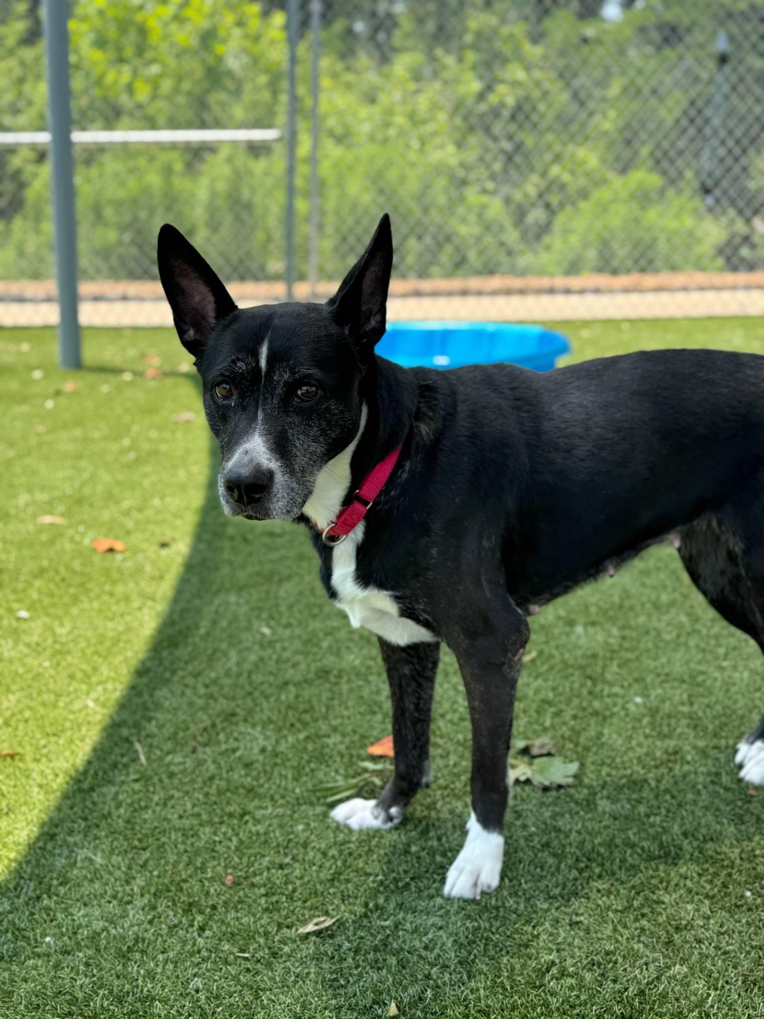 Enlarge Cookie, a Adoptable Mixed Breed in Shelburne, VT image 2/3