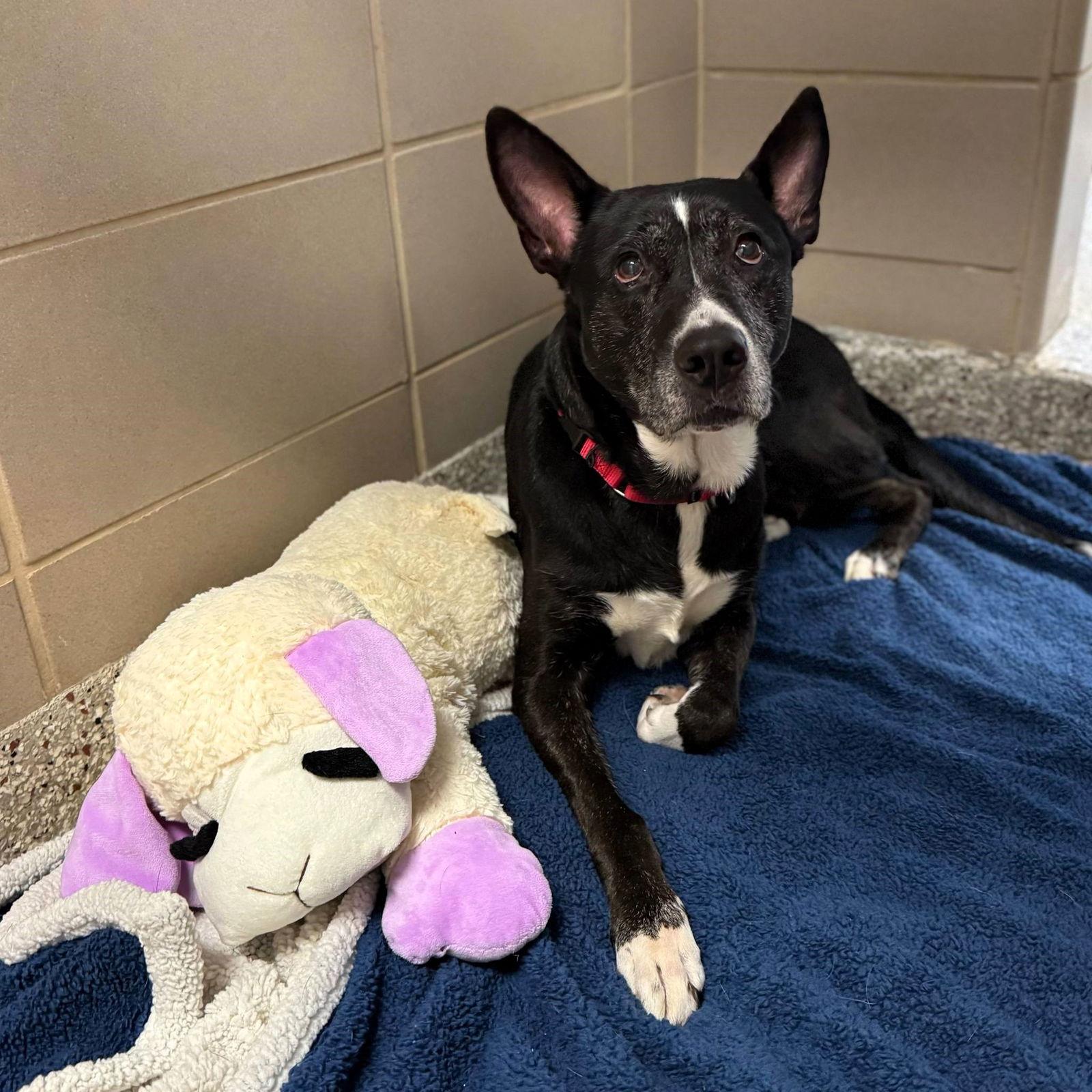 Enlarge Cookie, a Adoptable Mixed Breed in Shelburne, VT image 3/3