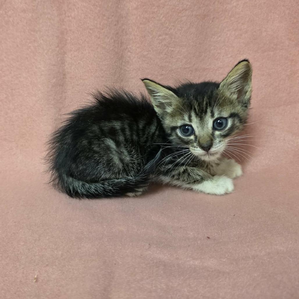 Keaton, Adoptable, Kitten Male Domestic Short Hair.
