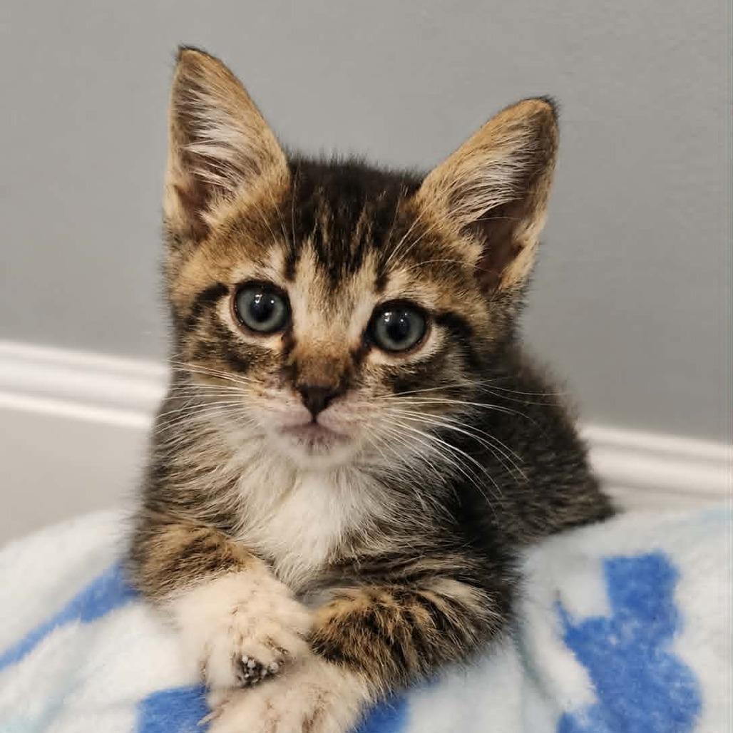 Enlarge Keaton, a Adoptable Domestic Short Hair in Pine Mountain, GA image 2/3