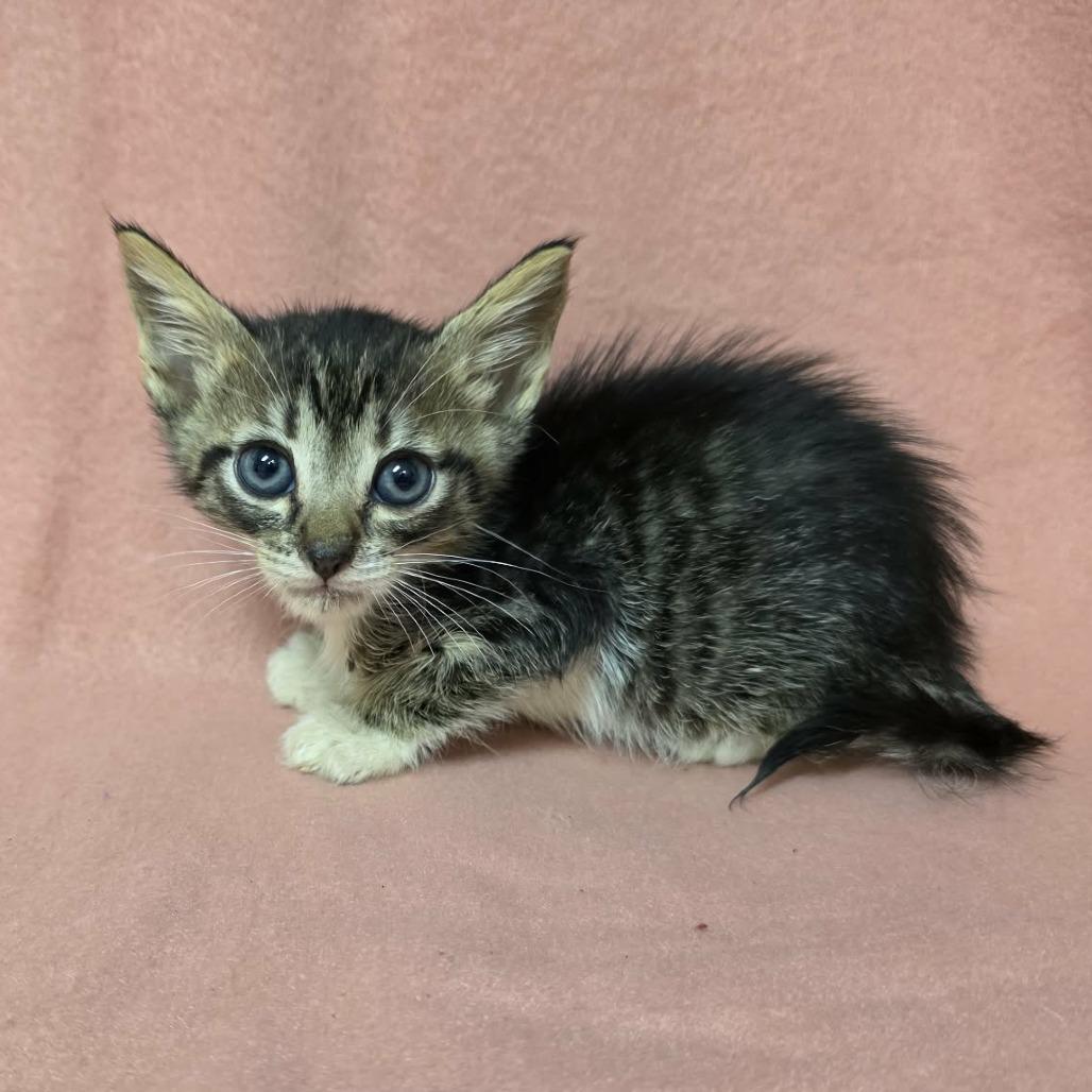 Enlarge Keaton, a Adoptable Domestic Short Hair in Pine Mountain, GA image 3/3