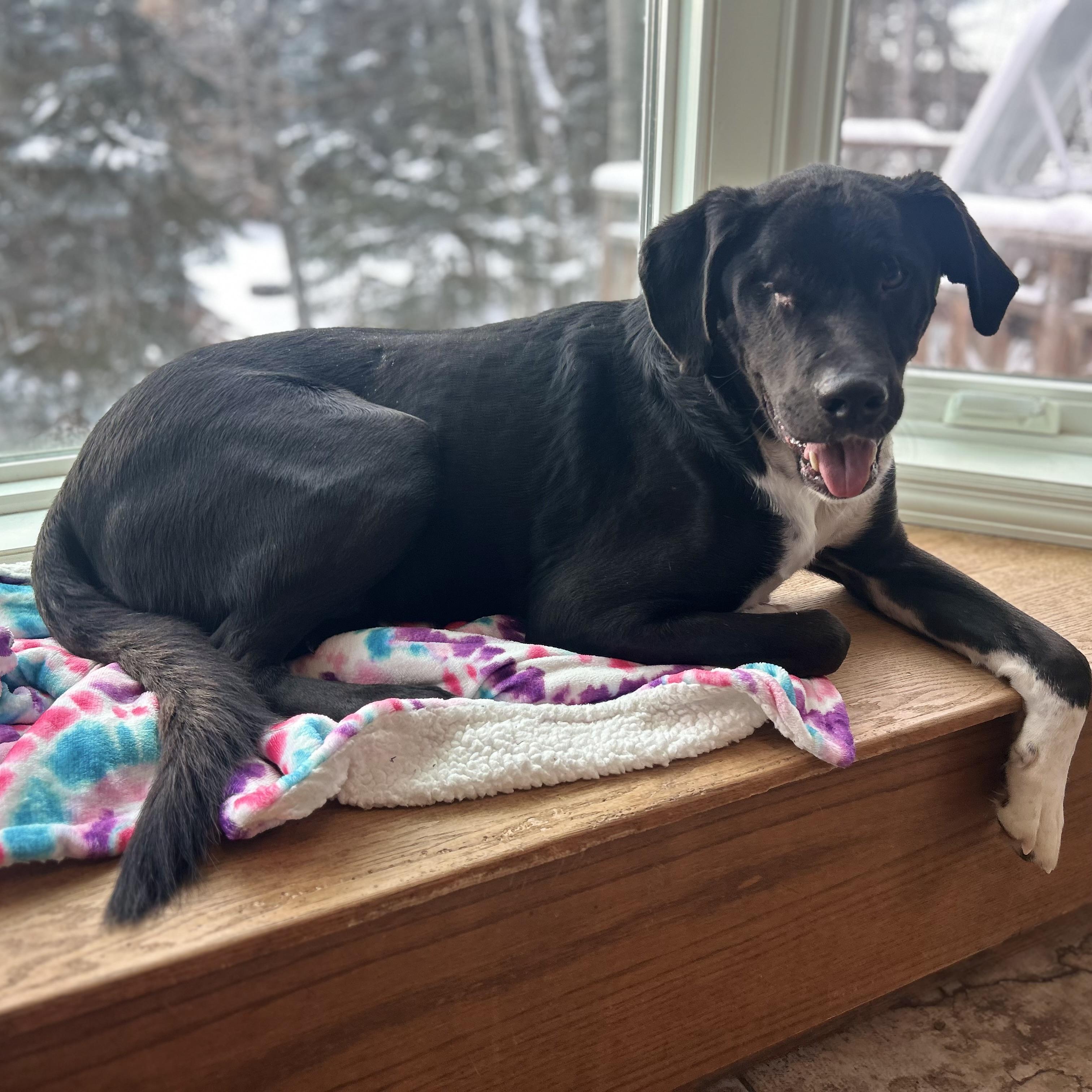 Kelso (One Eye), a ADOPTABLE mixed breed in Edmonton, AB image 3/5