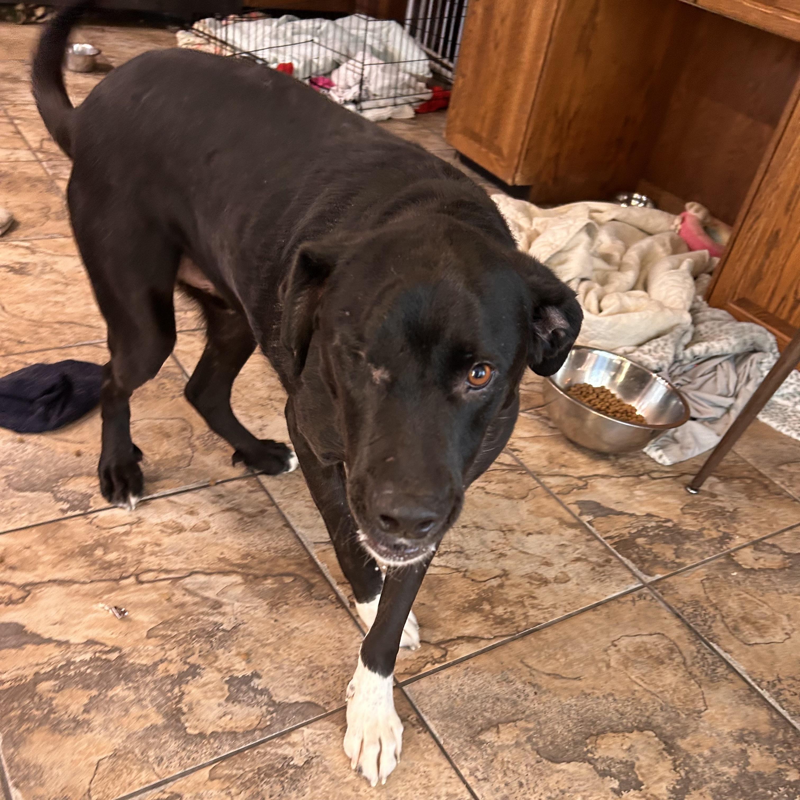 Kelso (One Eye), a ADOPTABLE mixed breed in Edmonton, AB image 5/5