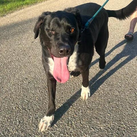 Kelso (One Eye), ADOPTABLE, Senior Male Black Labrador Retriever.