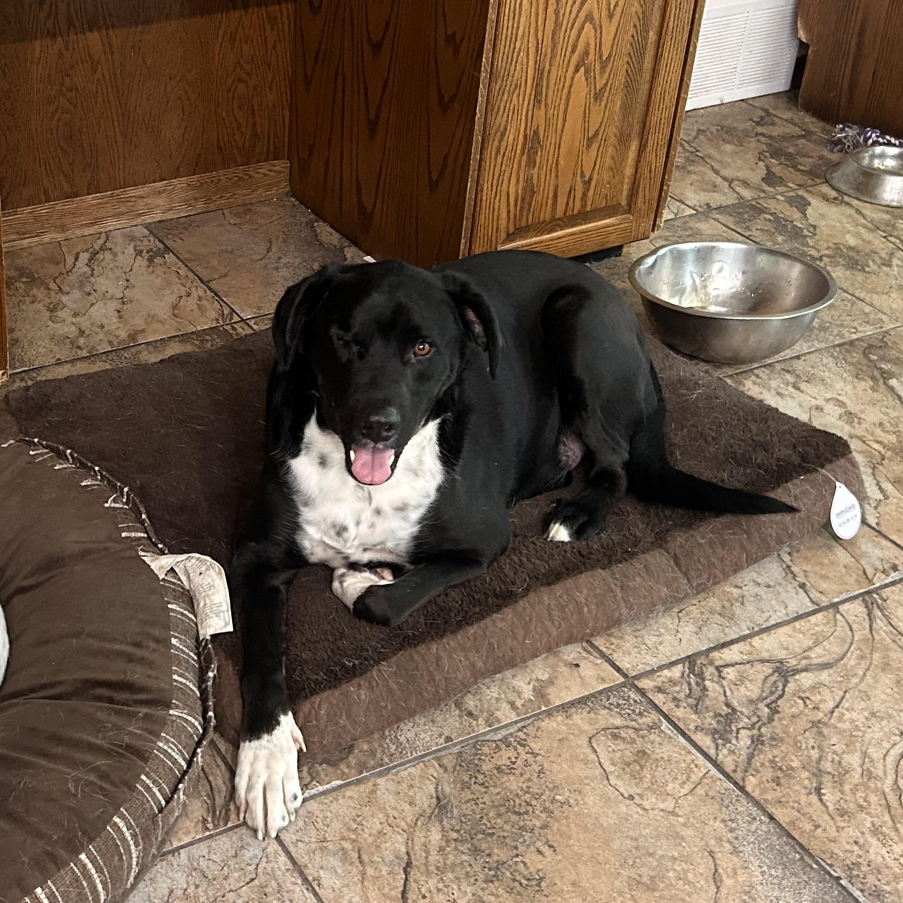 Kelso (One Eye), a ADOPTABLE mixed breed in Edmonton, AB image 2/5
