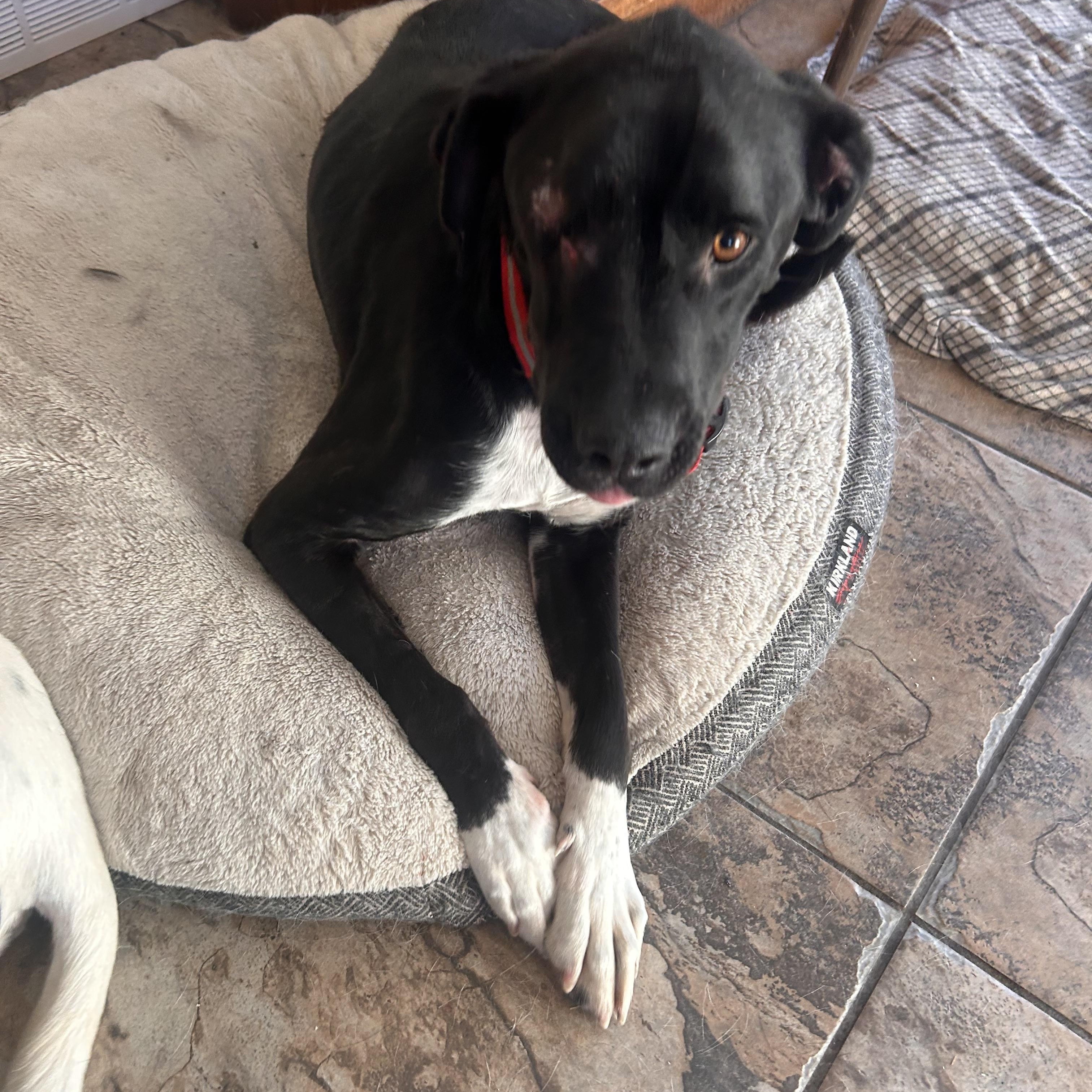 Kelso (One Eye), a ADOPTABLE mixed breed in Edmonton, AB image 4/5