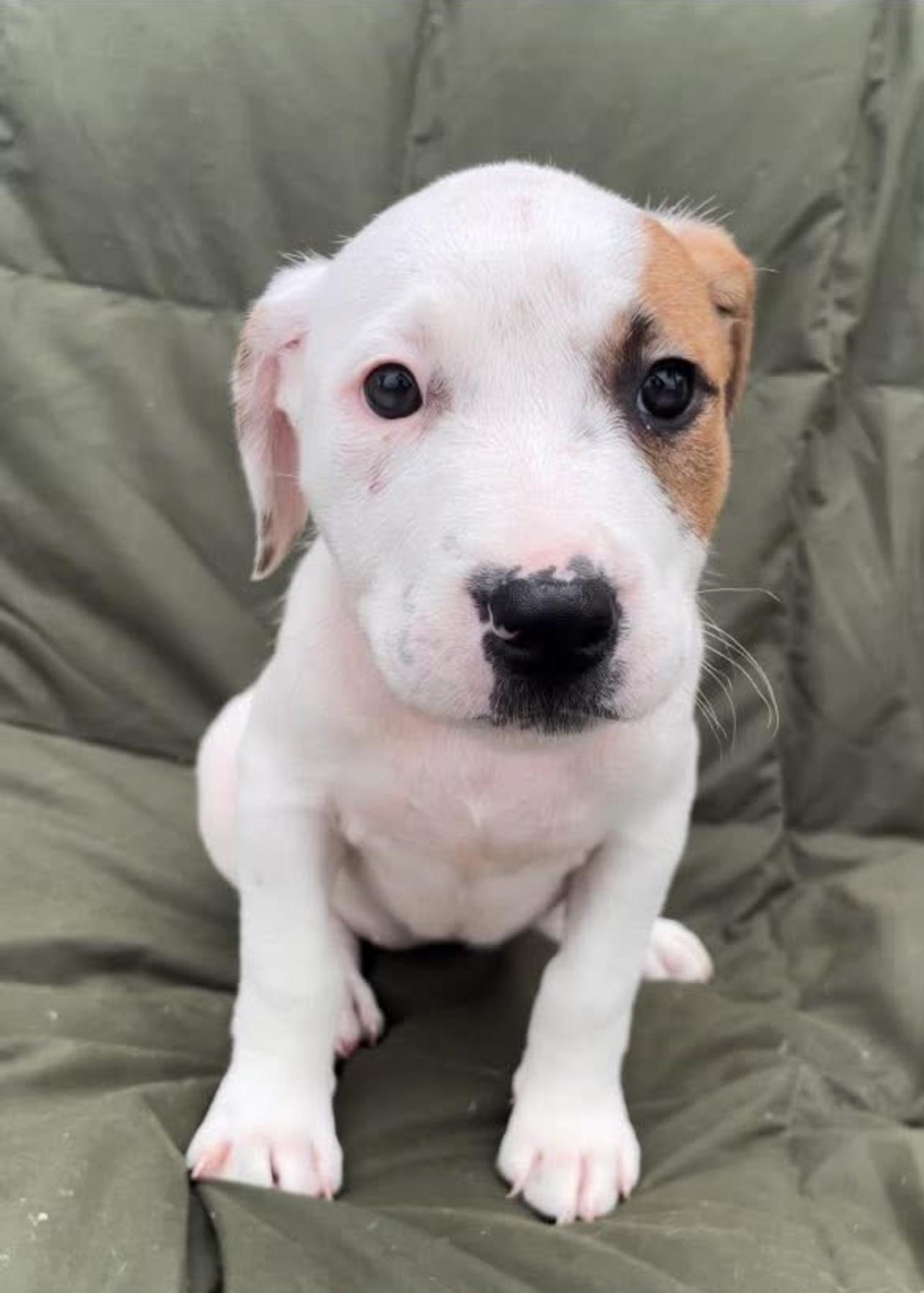 Enlarge Aspen, a Adopted American Staffordshire Terrier in Tyler, TX image 1/1