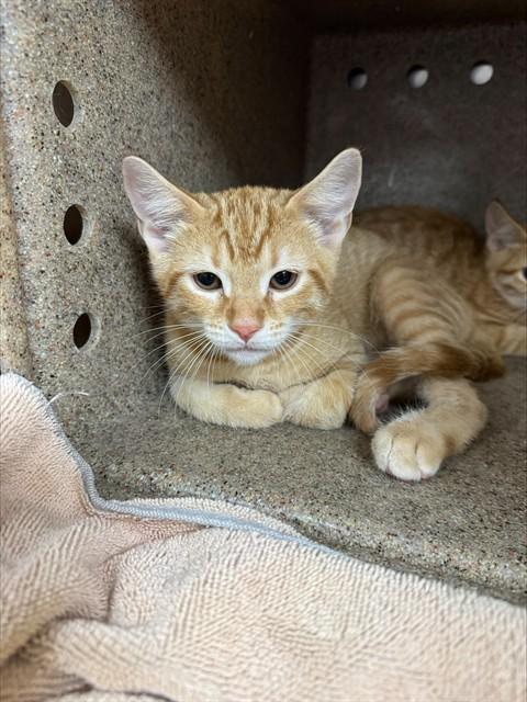 A798686, Adoptable, Kitten Male Domestic Short Hair.