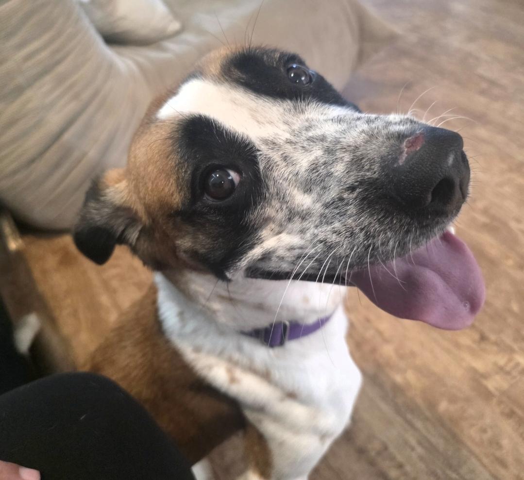 Bella, Adopted, Young Female Saint Bernard.