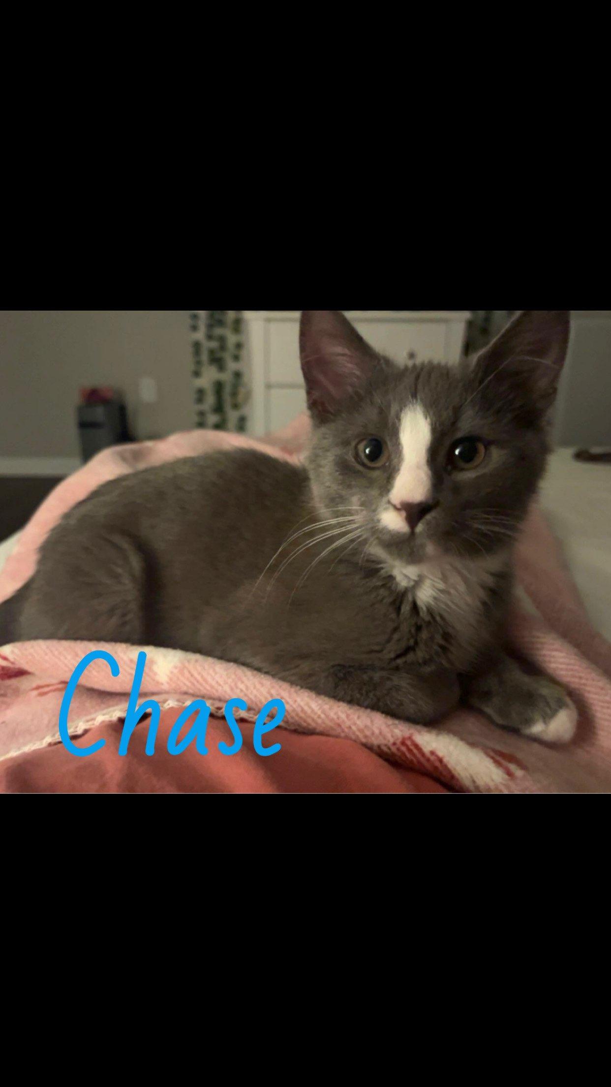 Enlarge Chase, a Adoptable American Shorthair in Auburn, GA image 1/1