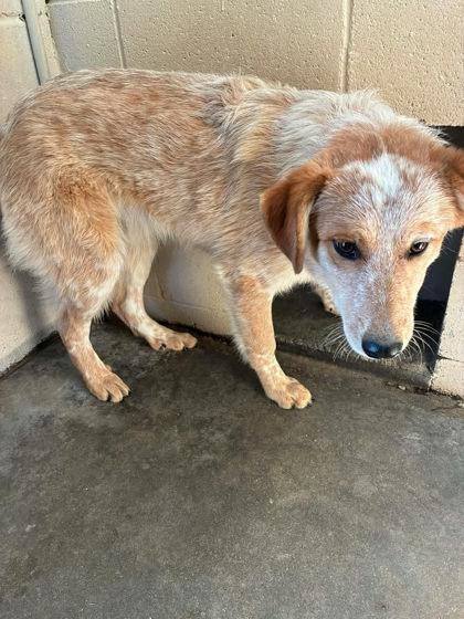 Vecna, ADOPTABLE, Adult Male Australian Cattle Dog / Blue Heeler & Australian Shepherd.