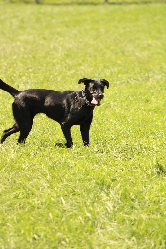 Enlarge Luna, a Adoptable mixed breed in Xenia, OH image 1/5