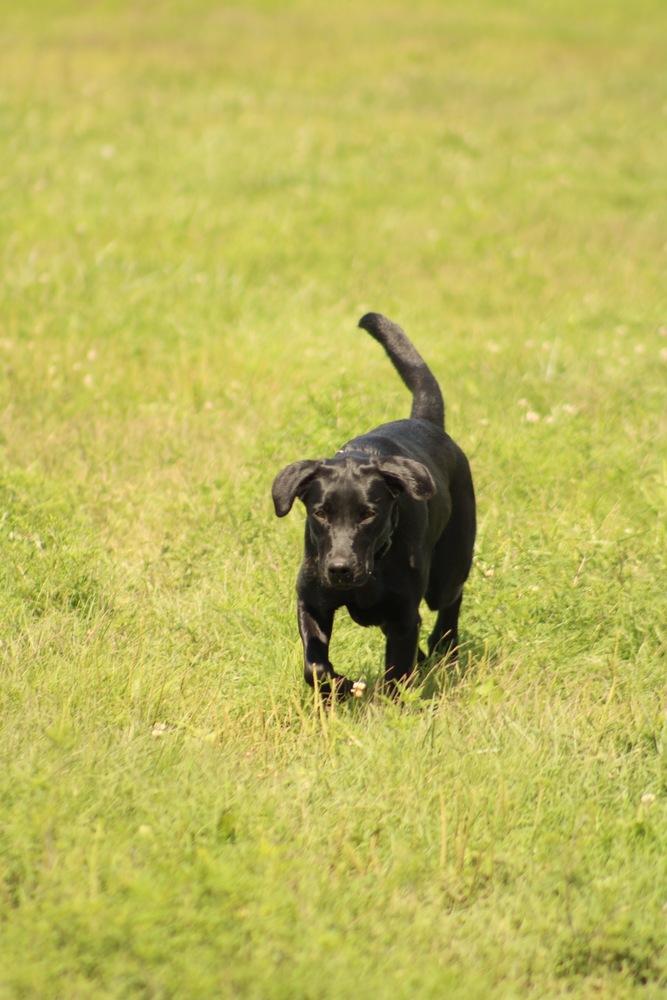 Enlarge Luna, a Adoptable mixed breed in Xenia, OH image 2/5