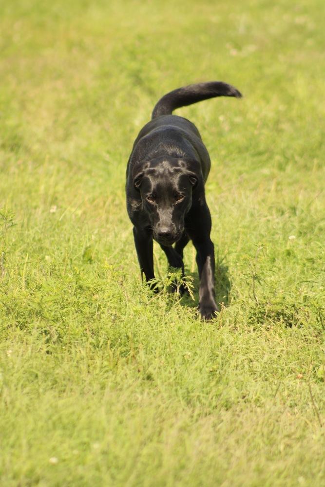 Enlarge Luna, a Adoptable mixed breed in Xenia, OH image 3/5