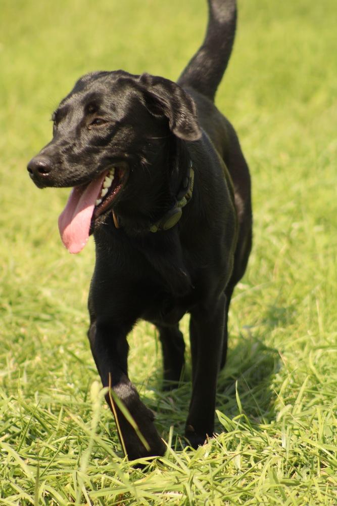 Enlarge Luna, a Adoptable mixed breed in Xenia, OH image 4/5