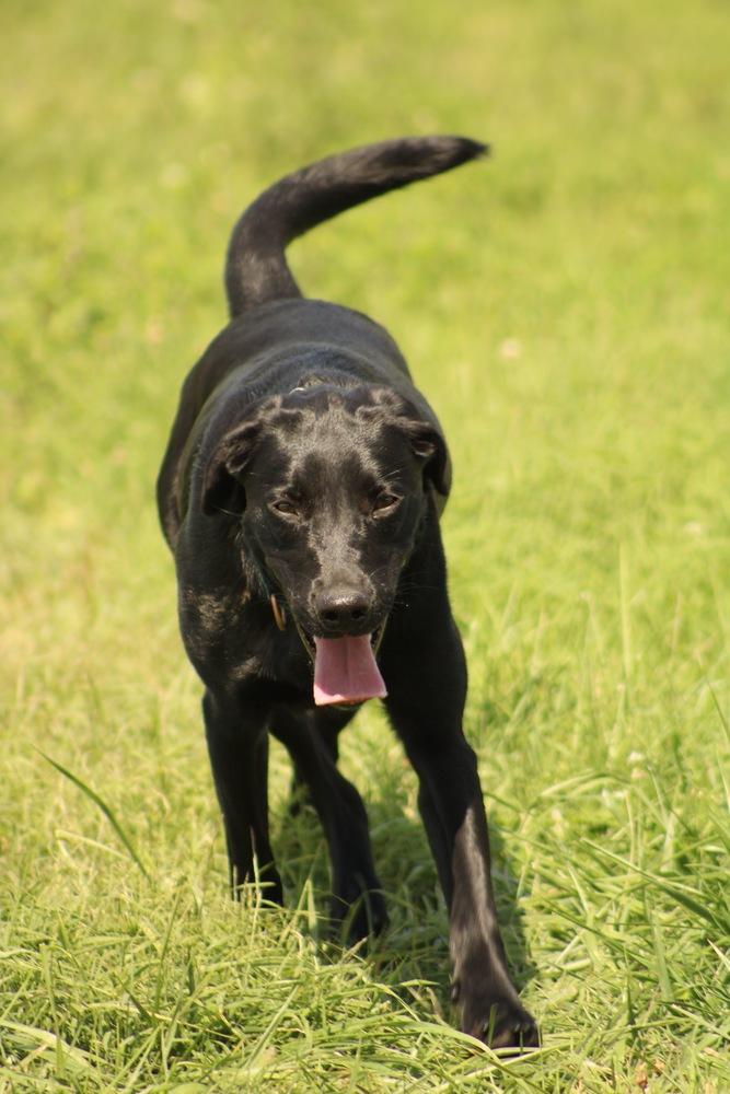 Enlarge Luna, a Adoptable mixed breed in Xenia, OH image 5/5
