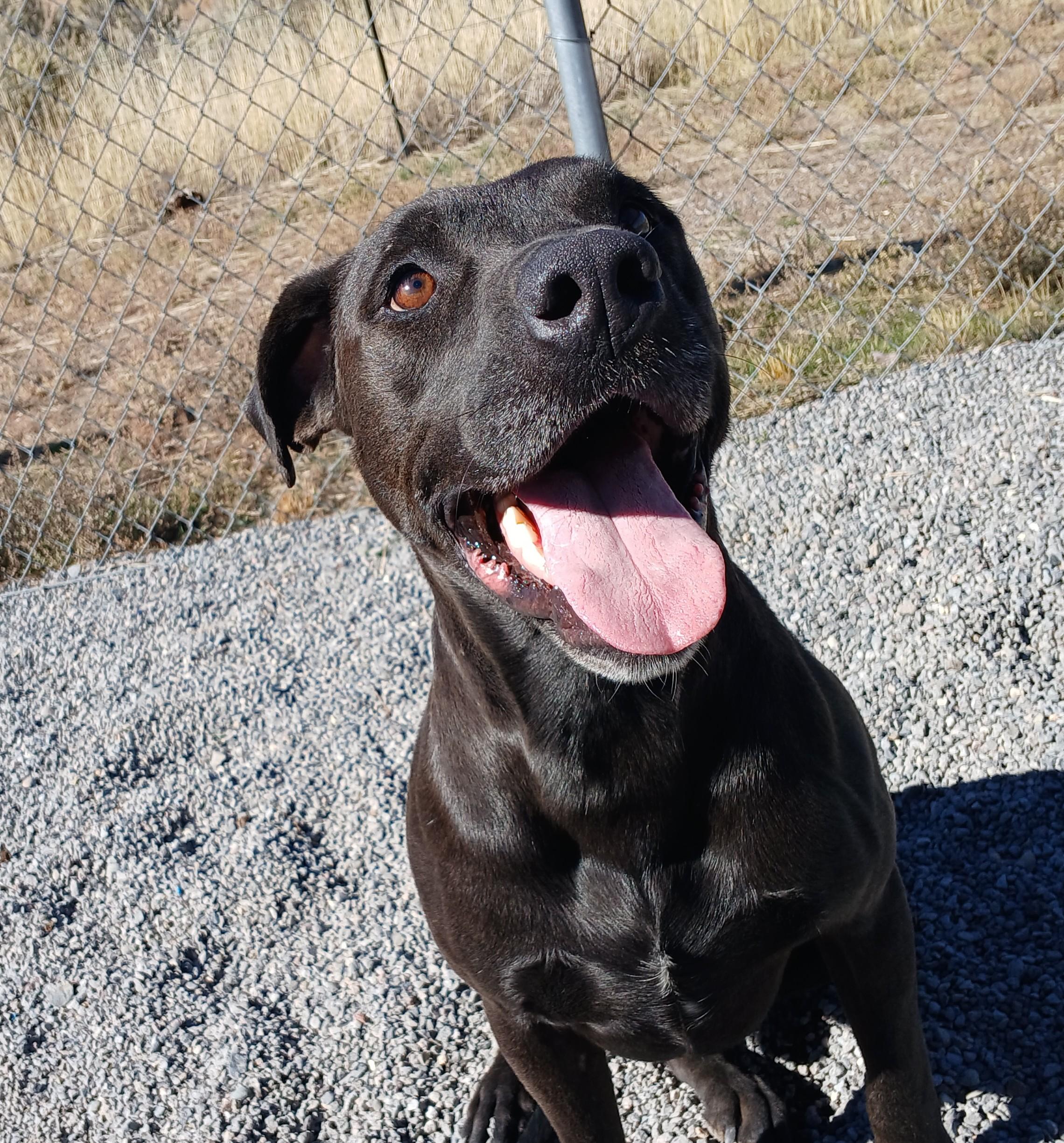 Draco, an adoptable Black Labrador Retriever in Susanville, CA, 96130 | Photo Image 2