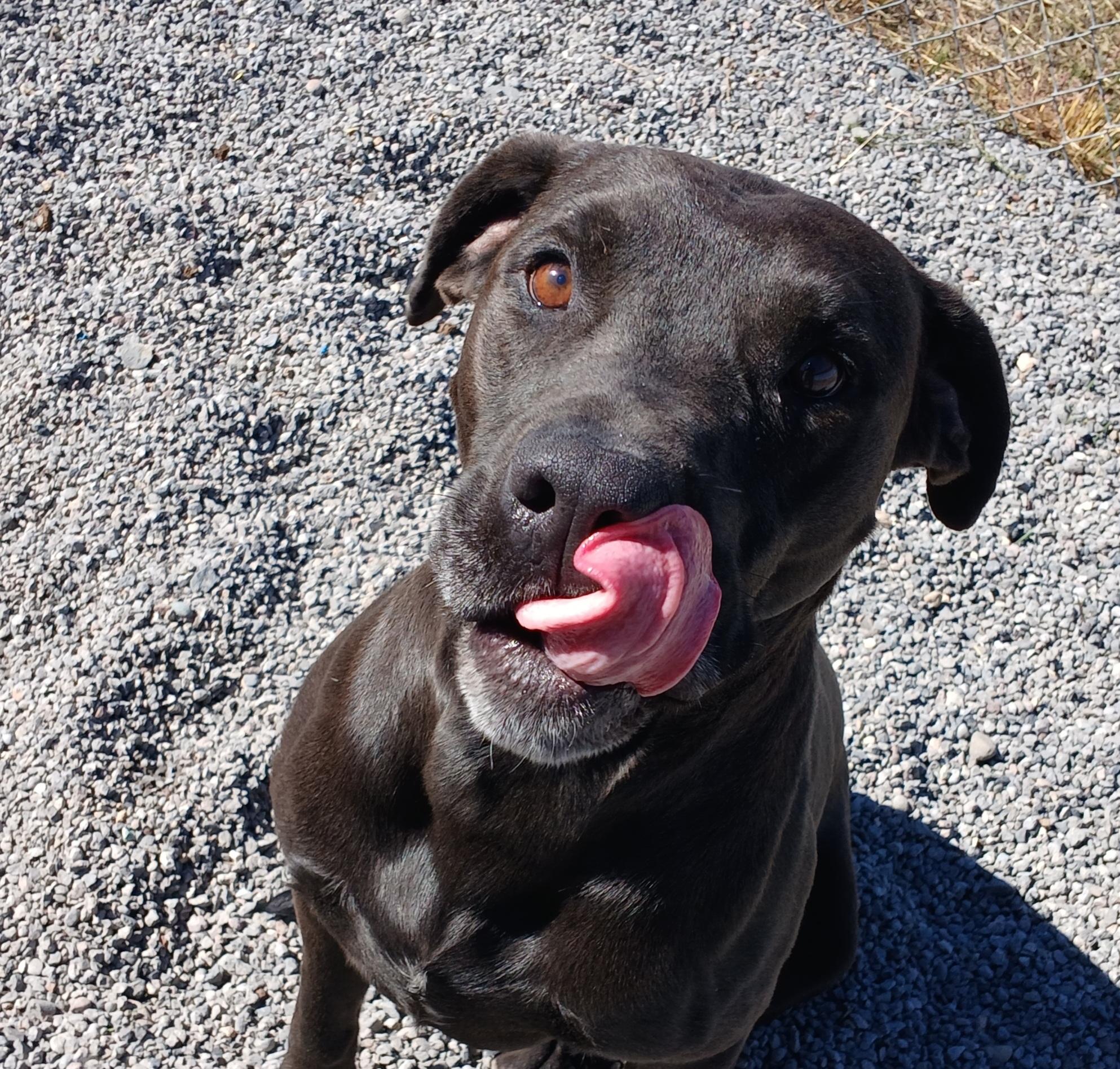 Draco, an adoptable Black Labrador Retriever in Susanville, CA, 96130 | Photo Image 1