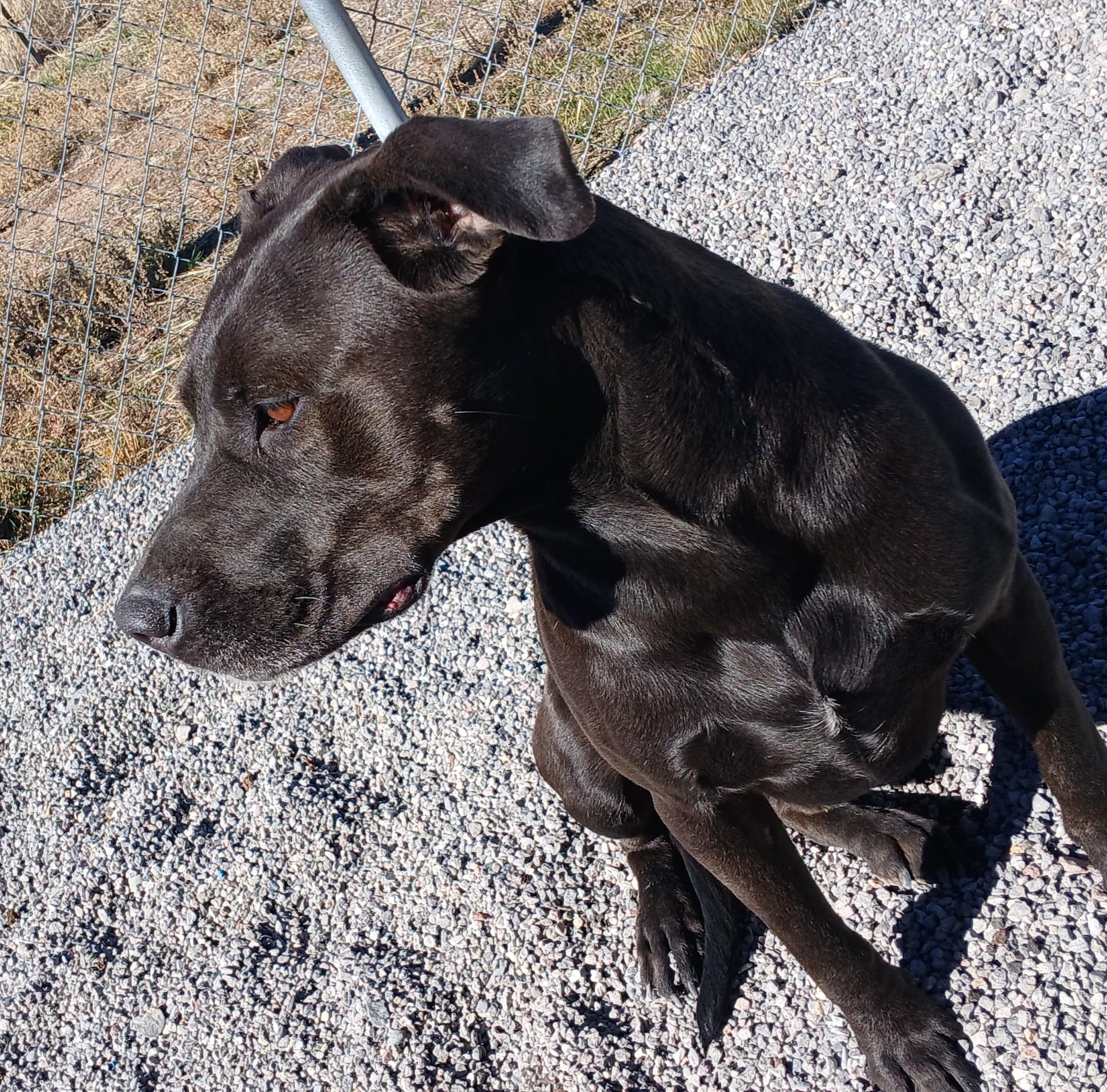 Draco, an adoptable Black Labrador Retriever in Susanville, CA, 96130 | Photo Image 3