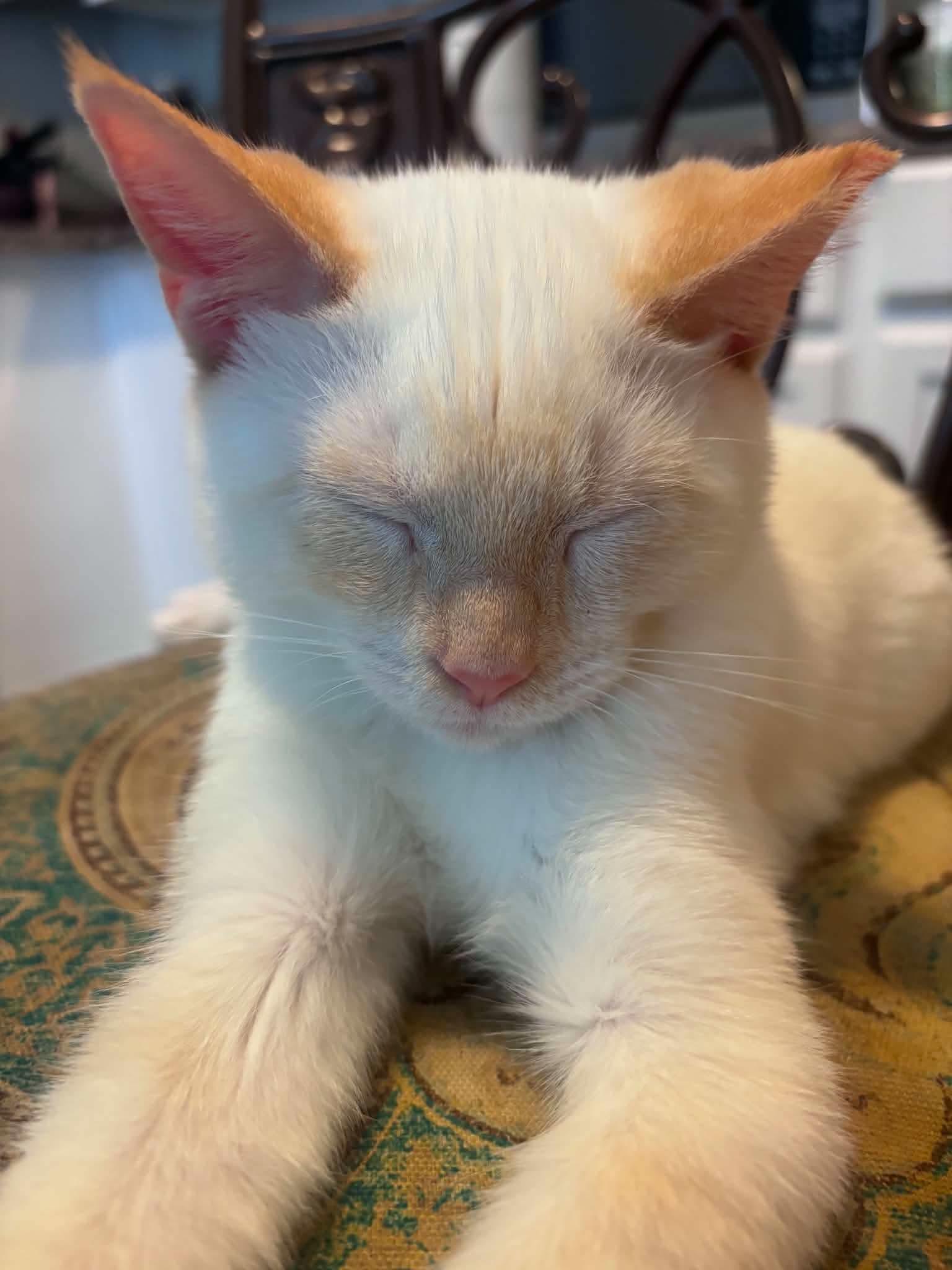 Enlarge Marshmallow, a Adopted mixed breed in Townville, SC image 3/4