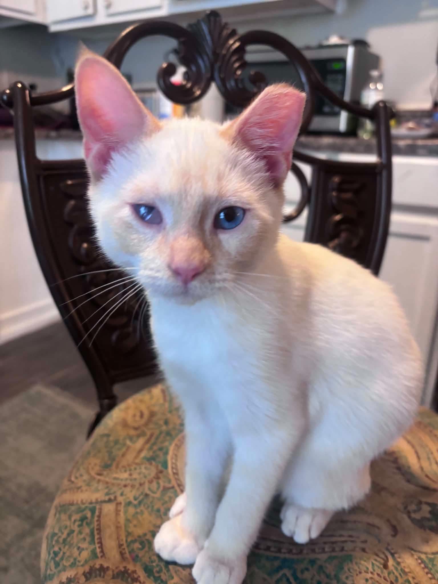 Enlarge Marshmallow, a Adopted mixed breed in Townville, SC image 2/4