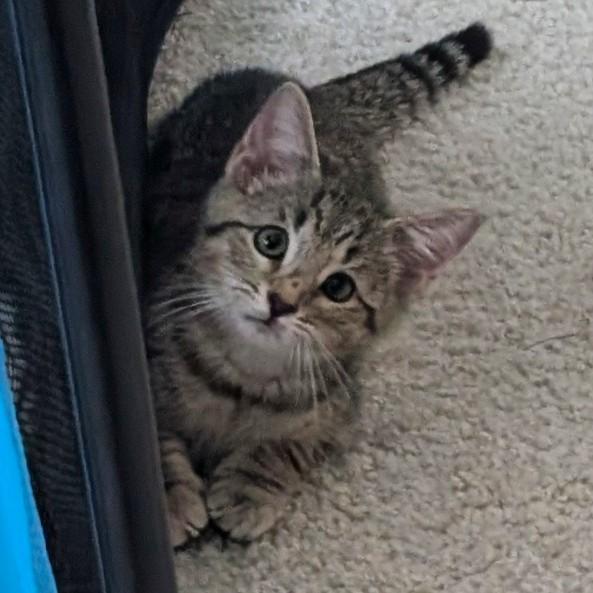 Holmes, ADOPTABLE, Kitten Male Tabby & Domestic Short Hair.