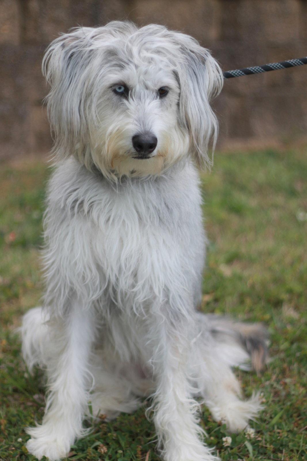 Samson, Adoptable, Adult Male Standard Poodle & Siberian Husky.
