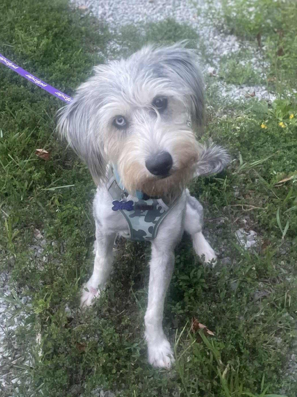 Samson, Adoptable, Young Male Standard Poodle & Siberian Husky.