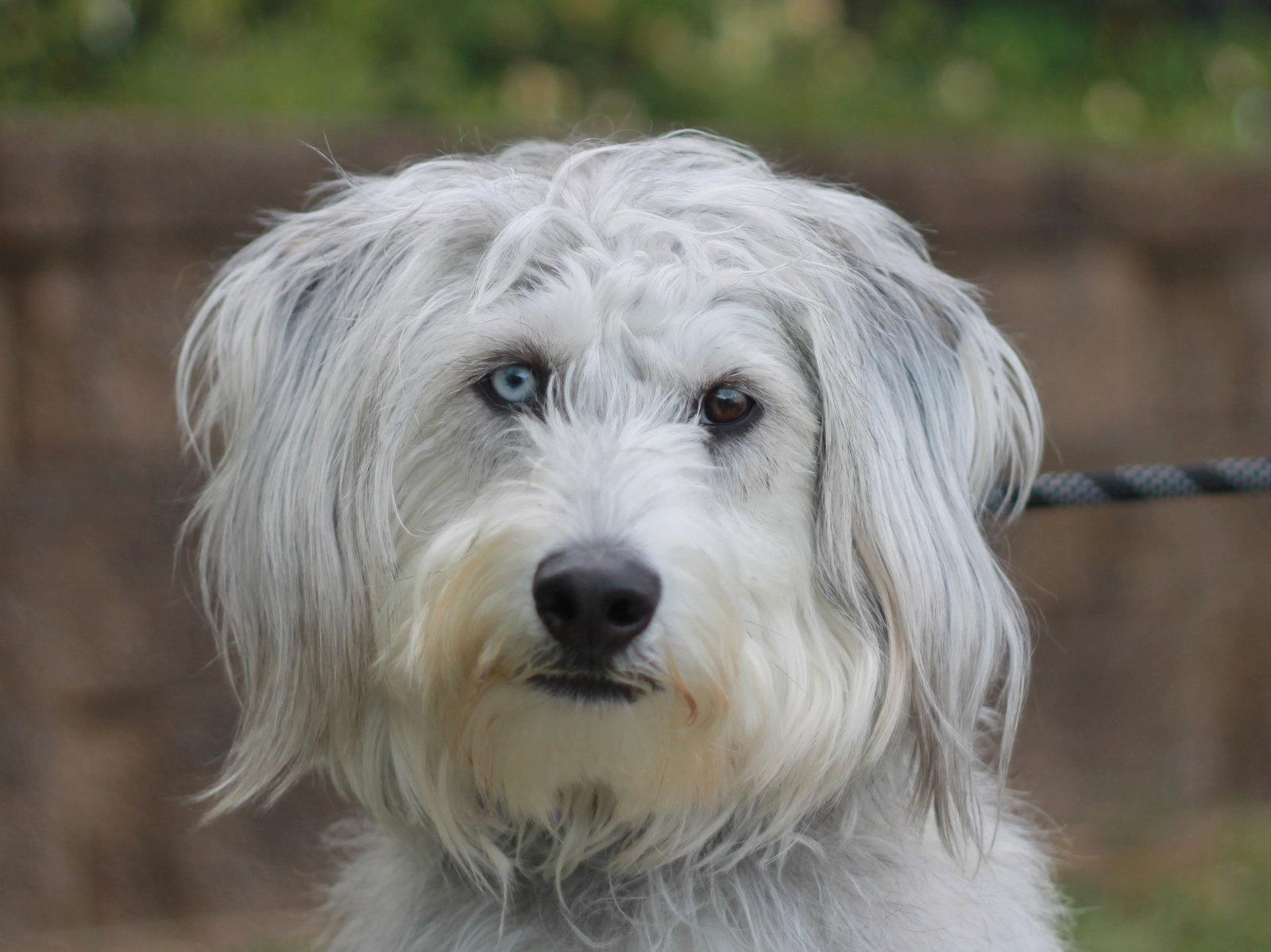 Samson, a Adoptable mixed breed in Cookeville, TN image 2/3