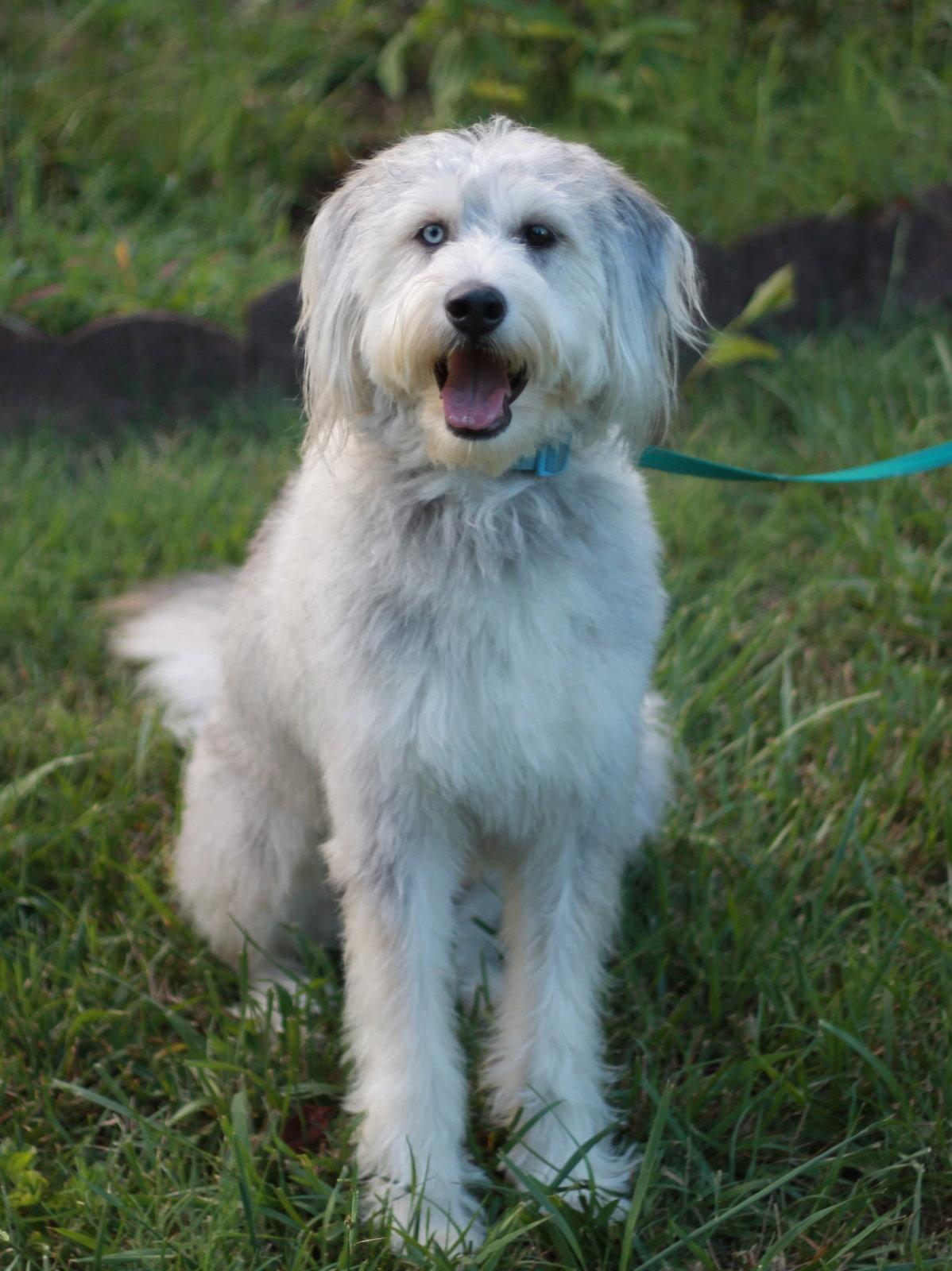 Samson - MEET ME 7/11 - FREE TO ADOPT!, Adoptable, Adult Male Standard Poodle & Siberian Husky.
