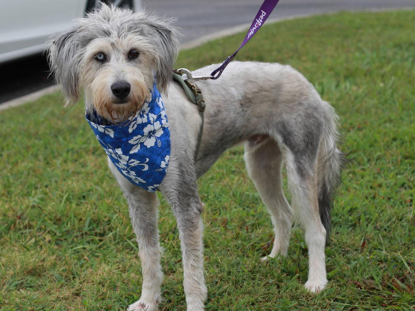 Enlarge Samson, a Adoptable mixed breed in Cookeville, TN image 2/3