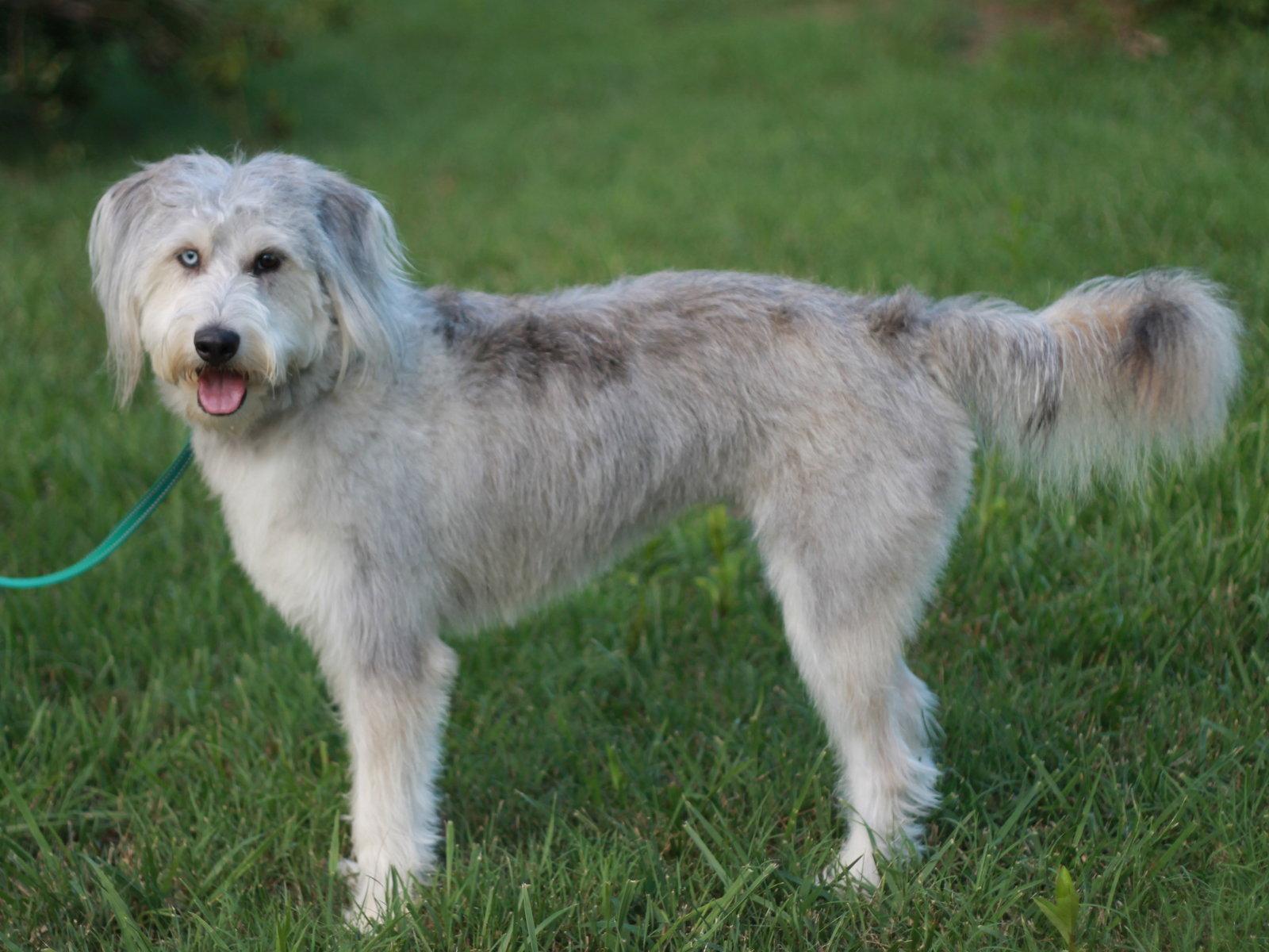 Samson - MEET ME 7/11 - FREE TO ADOPT!, a Adoptable mixed breed in Cookeville, TN image 2/3